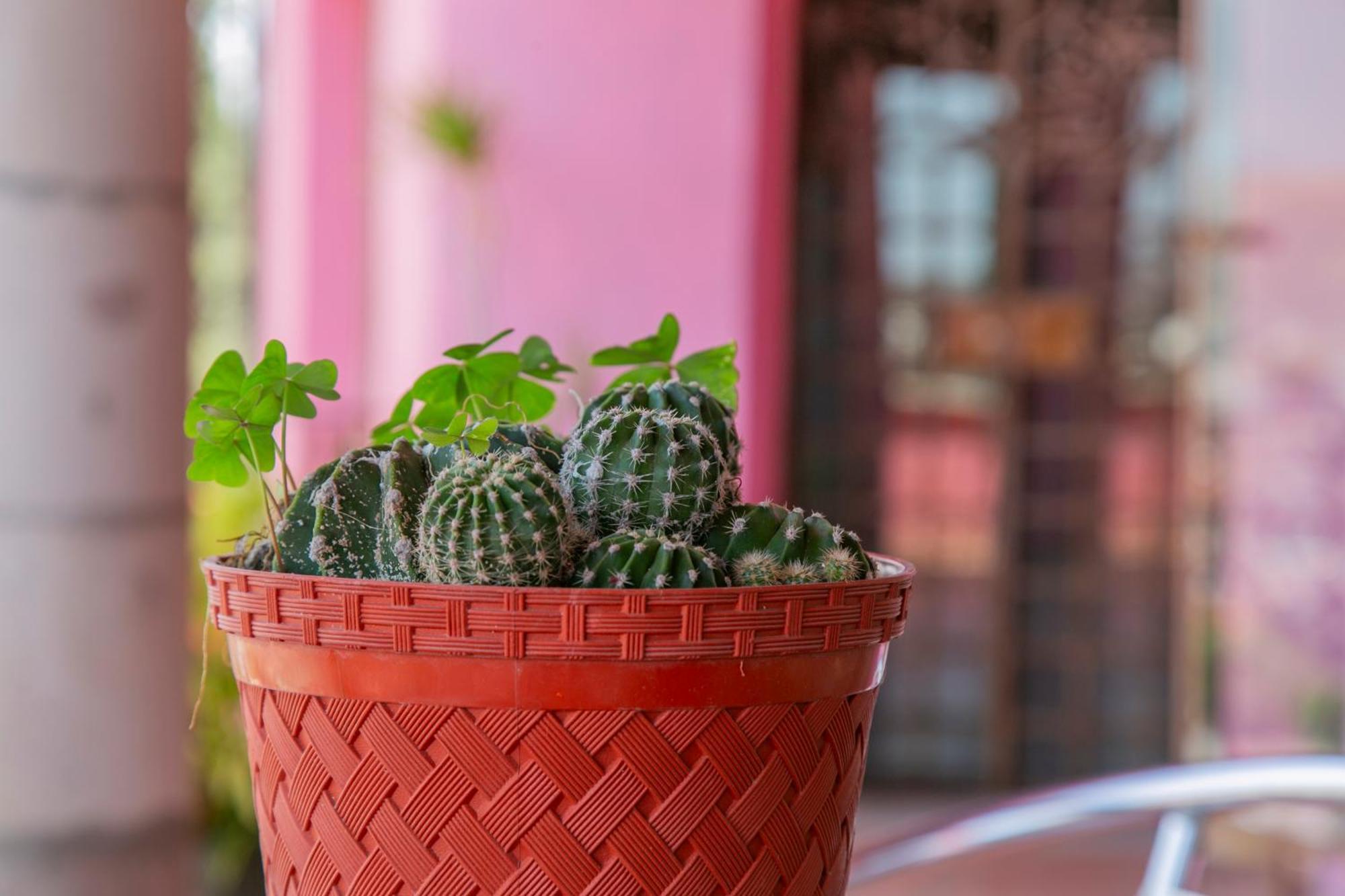 Hotel Chocolate Suites Guanajuato Kültér fotó